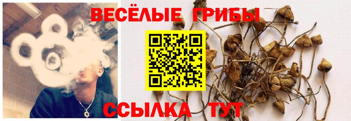Кемерово  Псилоцибиновые грибы ЛСД  Вход с VPN 